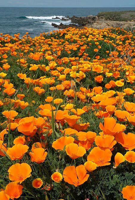 Orange poppies blooming by the sea.